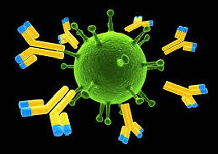 باحثون: قريباً القضاء على الزهايمر بالأجسام المضادة!