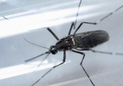 زيكا ليس وحده المسؤول عن تشوهات المواليد الخلقية