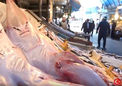 أسماك بوجه إنسان تثير دهشة الأتراك والسياح (فيديو)