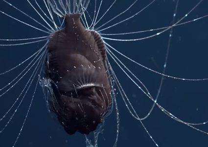 تعرف عليها في هذا الفيديو ..ما هي "شياطين البحر"؟