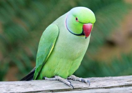 بالفيديو.. أنثى الببغاء تقول لأطفالها "أحبكم"