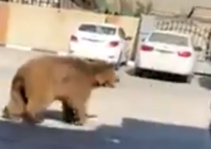 نوع نادر من الدببة يقتحم الشوارع في العراق