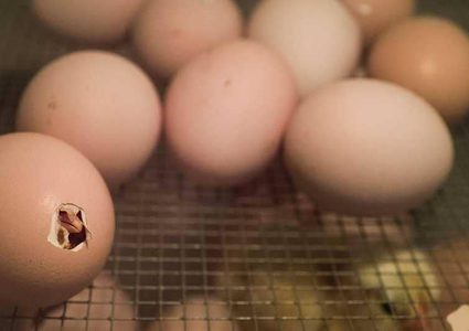 علماء يحلون اللغز: كيف تكسر الصيصان قشرة البيض؟