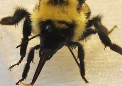 الصين.. مركبة فضائية على شكل نحلة!