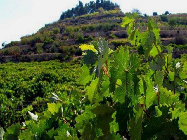 مُستَوطنون يُغرقون مزارعًا للعِنَب بالمِياه العادِمة في بيت أمَّر