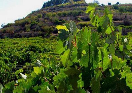 مُستَوطنون يُغرقون مزارعًا للعِنَب بالمِياه العادِمة في بيت أمَّر