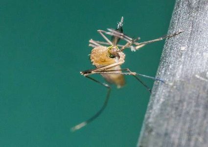 "قرص" يجعل دم الإنسان سام وقاتل للبعوض!