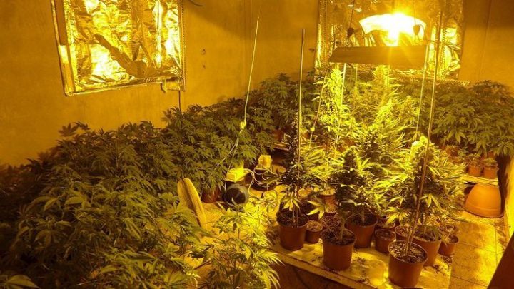 الشرطة تضبط مئات أشتال المرجوانا شرق نابلس(صور)