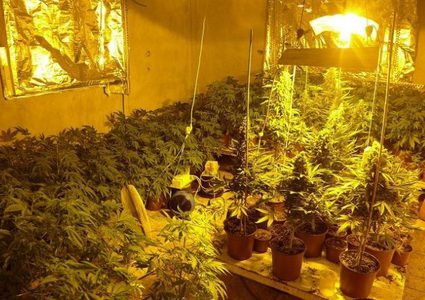 الشرطة تضبط مئات أشتال المرجوانا شرق نابلس(صور)