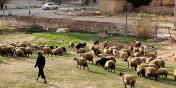 قوات الاحتلال تُطلق النار على رعاة جنوب غزّة
