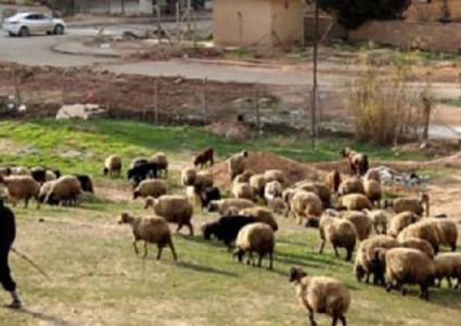 قوات الاحتلال تُطلق النار على رعاة جنوب غزّة