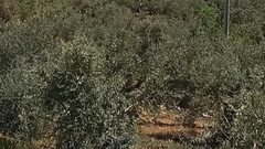 إصابة مواطن إثر  اعتداءات المستوطنين جنوب نابلس