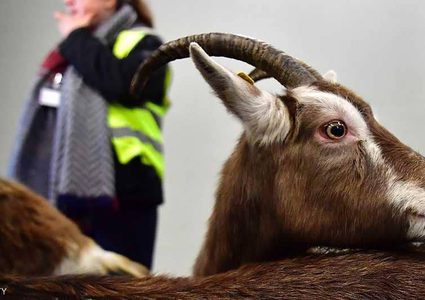 السجن لقتلة الماعز في ألمانيا!