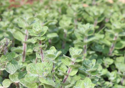 فائدة طبية عظيمة للزعتر!