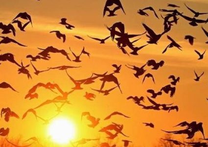 العلماء يحلون لغز هجرة الطيور!