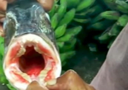 سمكة بأسنان إنسان (فيديو)!