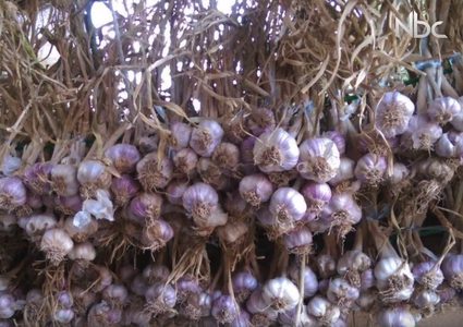 بالفيديو.. تعرف على أضرار الثوم