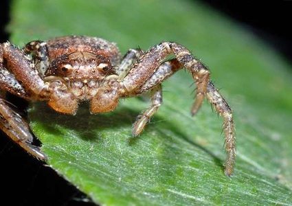 علاج الشلل بسم العناكب!