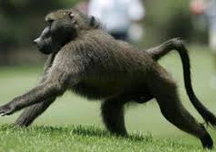 قرد يختطف رضيعا في الهند!