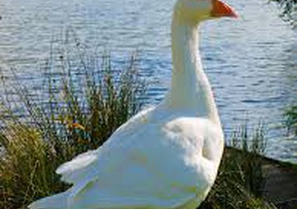 شاهد.. إوزة ترهب سكان مدينة أمريكية!