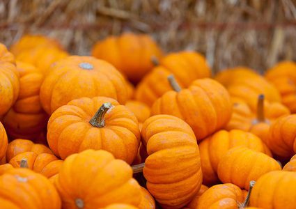 فوائد القرع في حماية القلب وعلاج الخوف