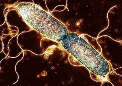 هل تدمر بكتيريا السالمونيلا الحمض النووي ؟