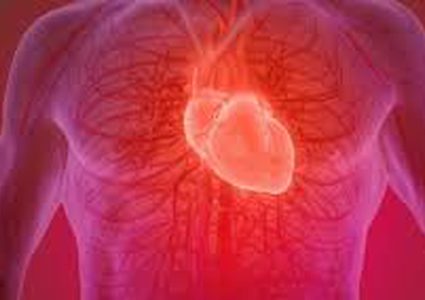 هل يوجد عدد محدد من نبضات القلب لدى البشر خلال حياتهم؟