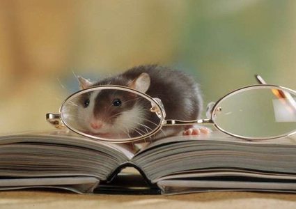 الفئران تشخص مرض السل!