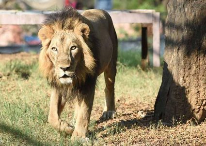مذبحة أسود "نادرة" في أوغندا!
