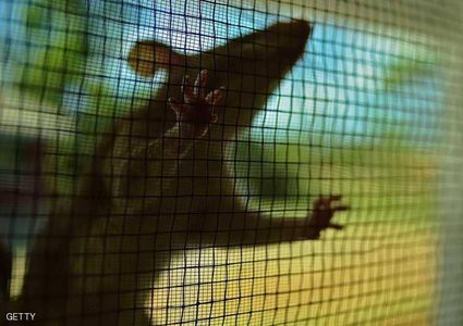 سلاح أميركي "سحري" لمكافحة الجرذان!