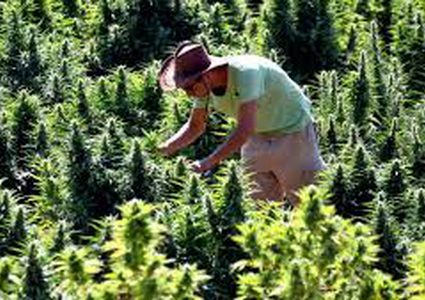 الماريغوانا لعلاج الصرع!