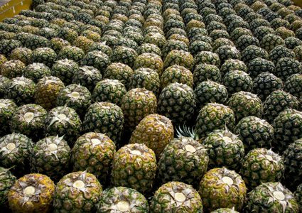 الفاو تدعو الى تنسيق عالمي في مجال الاقتصاد الحيوي يشمل الجميع