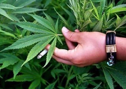 ضبط نصف كغم مخدرات في قلقيلية و419 شتلة ماريغوانا في الخليل