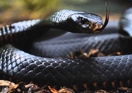 تطوير مضاد لعلاج جميع لدغات الأفاعي القاتلة