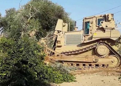 الاحتلال يقتلع أشجار زيتون ويجرف أراضٍ زراعية في الأغوار الشمالية
