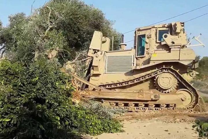 الاحتلال يقتلع أشجار زيتون ويجرف أراضٍ زراعية في الأغوار الشمالية