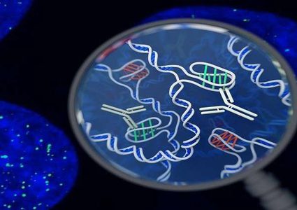 لأول مرة.. رصد شكل جديد غامض من الحمض النووي داخل خلايا بشرية