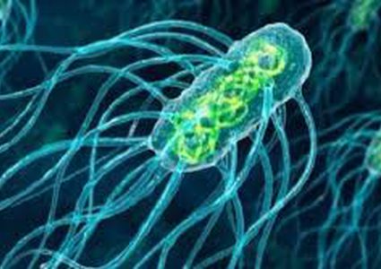 استراليا تكافح بكتيريا غامضة آكلة للحم البشر