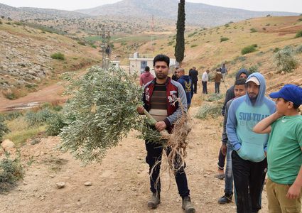 للمرة الثانية....الاحتلال يدمر 300 شجرة زيتون في بردلة(صور)