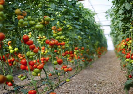 روسيا ترفع الحظر عن الطماطم التركية