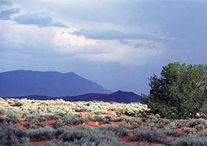 الشيح لعلاج أكثر الأمراض خطورة