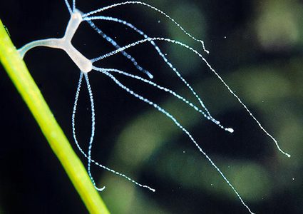 الذكاء الاصطناعي لفهم الحيوانات وأسباب بعض تصرفاتها!