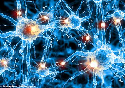 حجم خلايا الدماغ وعلاقتها بالذكاء