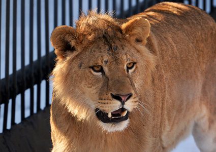 أسد يهاجم مربيه بعد 10 سنوات من صداقتهما! (فيديو)