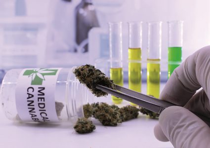 دراسات لتأثير القنب على مرضى التوحد