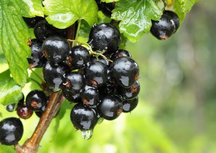 عنب الثعلب الأسود فوائد رائعة في حرق الدهون في فترة قياسية