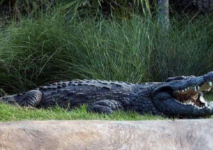 تماسيح "تستمع" للموسيقى الكلاسيكية في إطار كشف خفايا الديناصورات