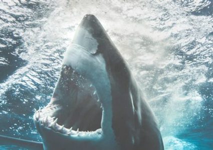 ما هو نوع الموسيقى التي تفضله أسماك القرش ؟