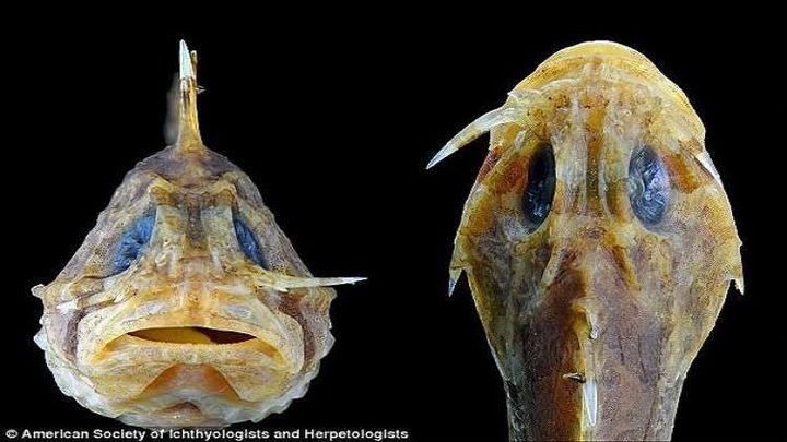 تعرف على أخطر سمكة في العالم ؟