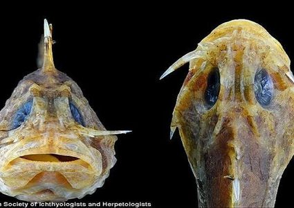 تعرف على أخطر سمكة في العالم ؟